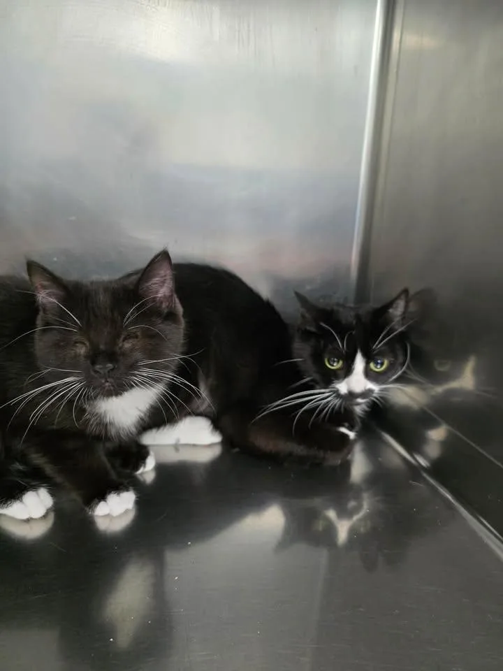 A young medium-sized female Domestic Short Hair cat named Toph & Katara for adoption in Winthrop, ME