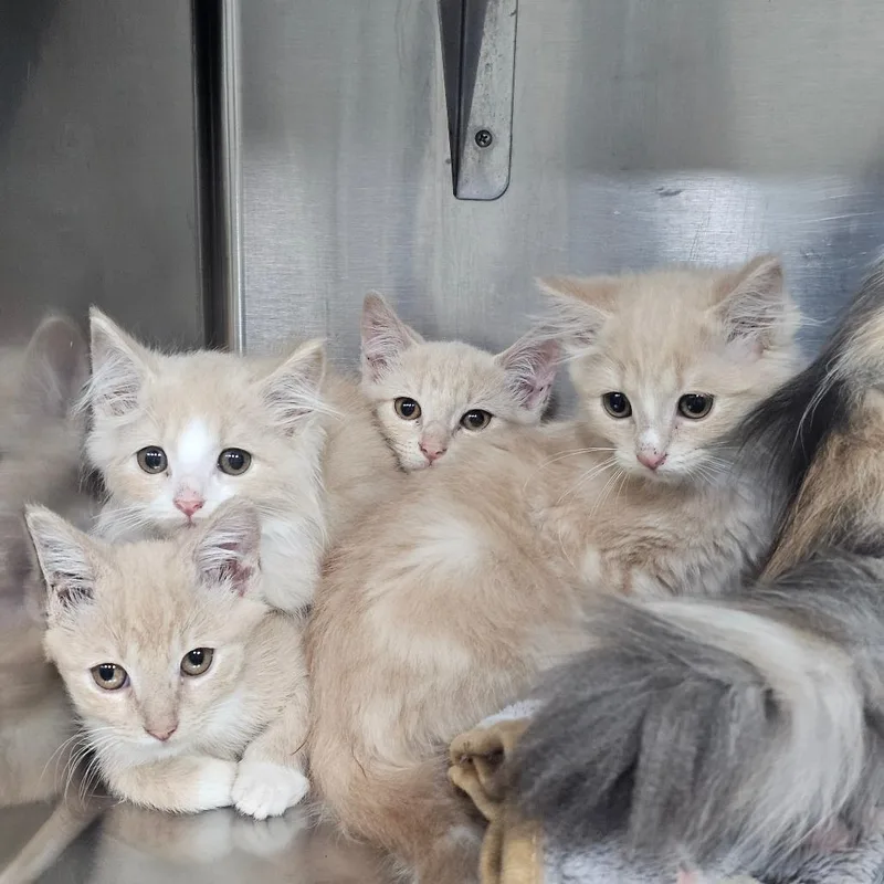 A baby small-sized female Orange / Red Domestic Short Hair cat named Mipha for adoption in Pensacola, FL