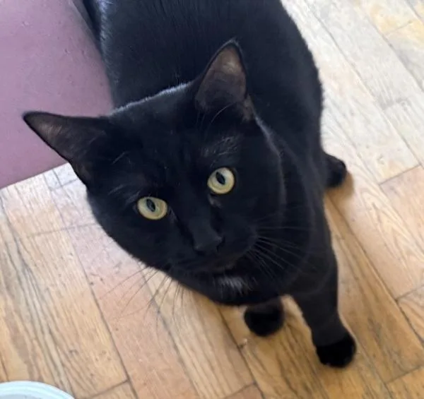 An adult medium-sized male Domestic Short Hair cat named Midnight for adoption in Staten Island, NY