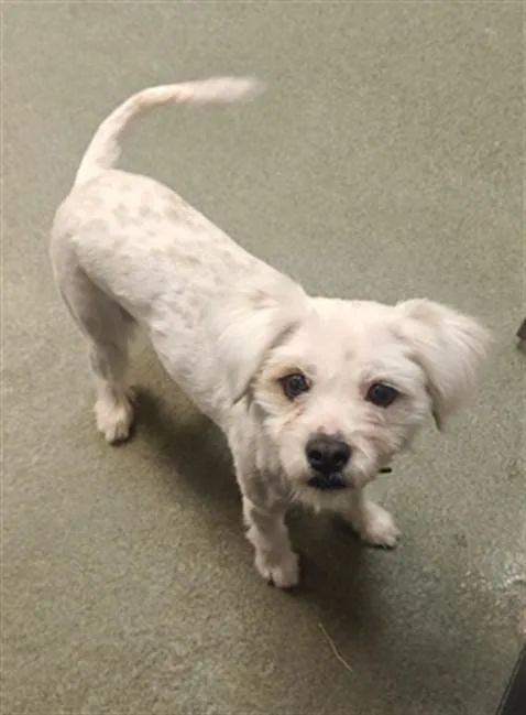 An adult medium-sized female Mixed Breed dog named A for adoption in Santa Fe, NM