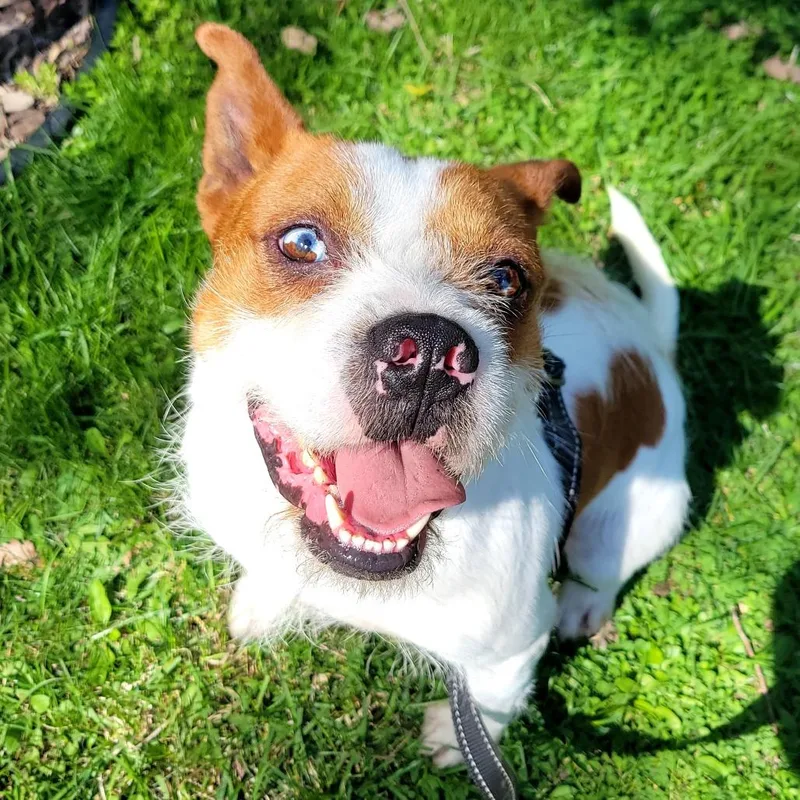 An adult medium-sized male White / Cream Jack Russell Terrier dog named Chuck D for adoption in Minnetonka, MN