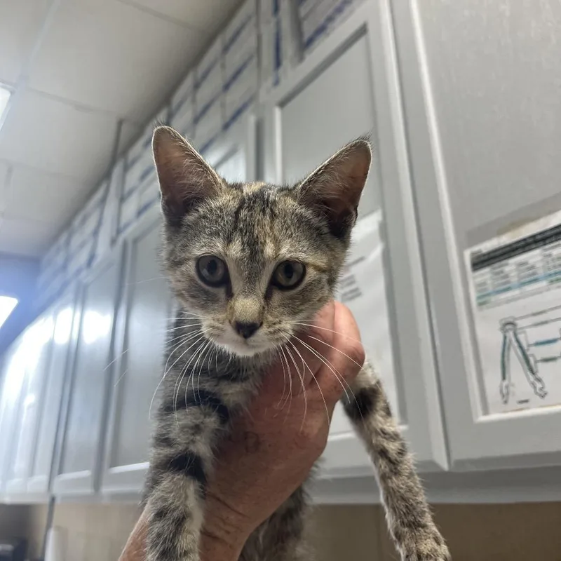 A young small-sized female Buff / Tan / Fawn Domestic Short Hair cat named Olivia for adoption in Lewisburg, WV
