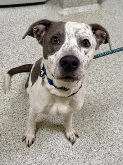 An adult medium-sized male Gray / Blue / Silver Pit Bull Terrier dog named Gio for adoption in Downers Grove, IL