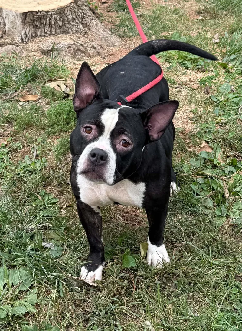 An adult medium-sized female English Bulldog dog named Teela for adoption in Springfield, IL