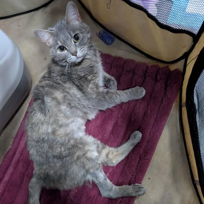 An adult small-sized female Gray / Blue / Silver Domestic Short Hair cat named Penny Lane for adoption in Springfield, MO
