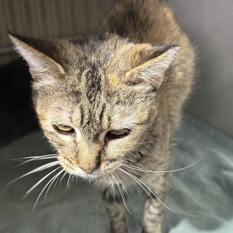 A senior small-sized female Domestic Short Hair cat named Ariel for adoption in Log Lane Village, CO