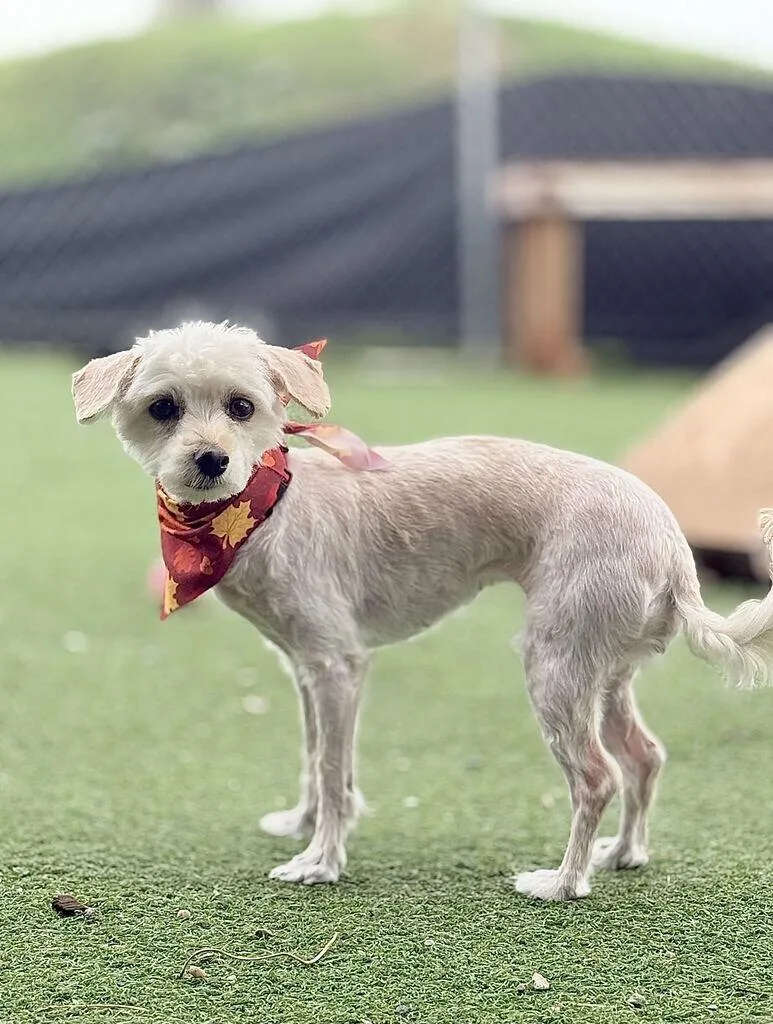An adult small-sized female White / Cream Maltese dog named Miggles for adoption in Fruit Heights, UT