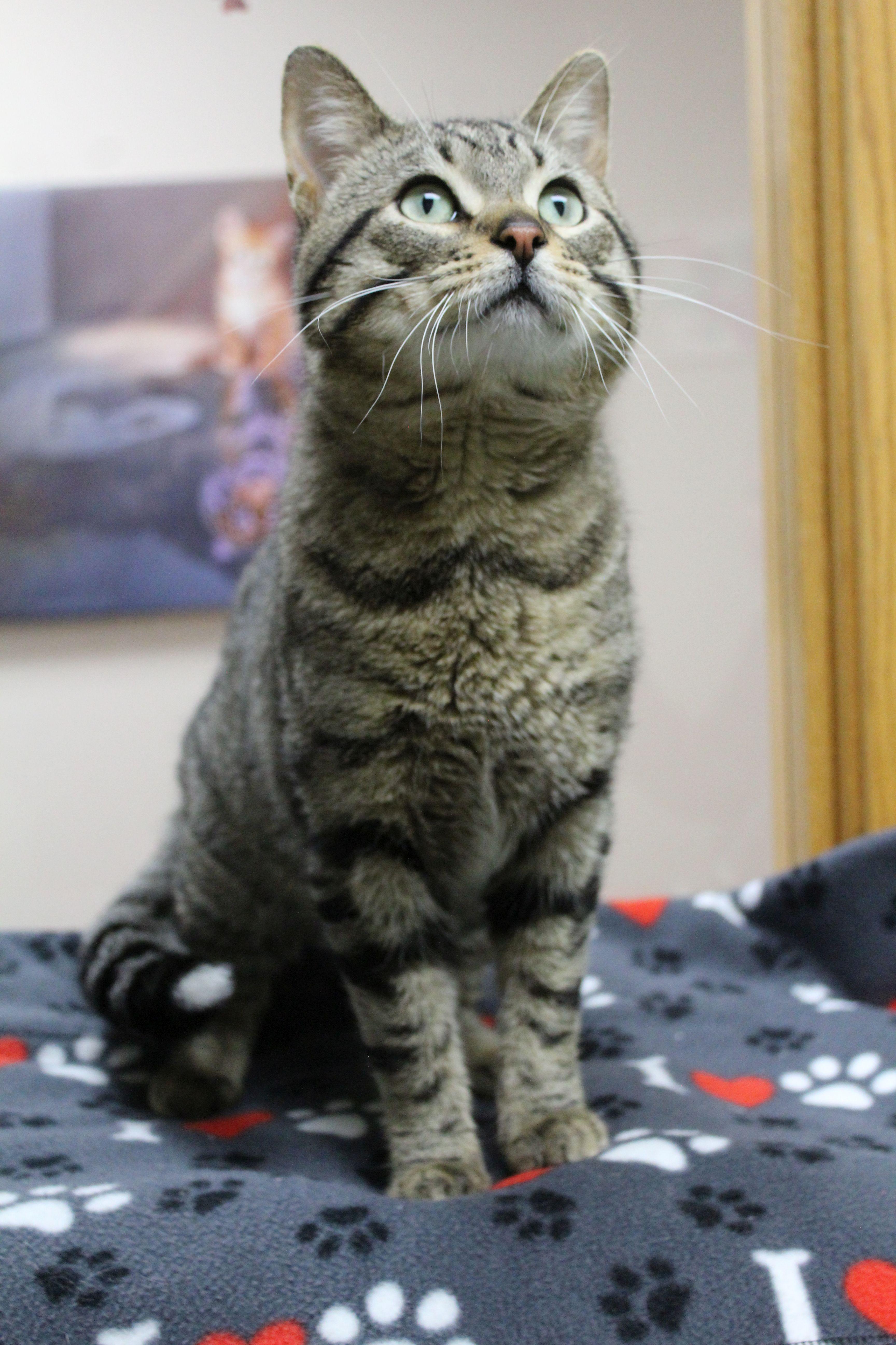 A young large-sized male Domestic Short Hair cat named Spunk for adoption in Portage, WI