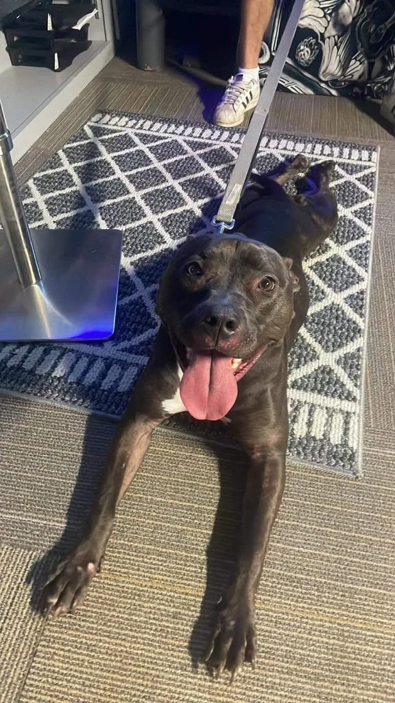 An adult large-sized female Pit Bull Terrier dog named Neka for adoption in New Kensington, PA