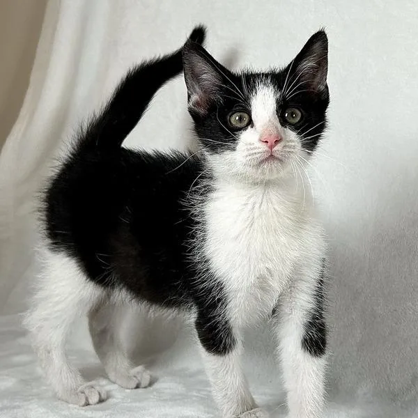 A baby small-sized male Black Domestic Short Hair cat named Oreo for adoption in Johnson City, TN