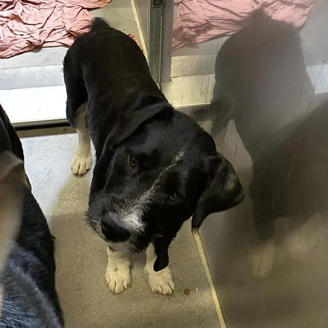 A young large-sized female Parson Russell Terrier dog named Bubbles for adoption in Modesto, CA