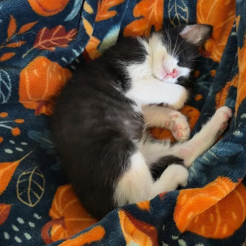 A baby small-sized male Black Domestic Short Hair cat named Tuna Casserole In Manchester for adoption in Alexandria, VA