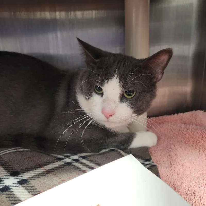 An adult medium-sized male Gray / Blue / Silver Domestic Short Hair cat named Clark for adoption in Fort Wayne, IN