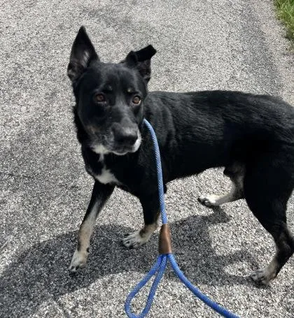 A senior extra large-sized male Anatolian Shepherd dog named Aticus for adoption in Columbus, IN
