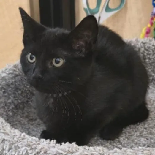 A baby small-sized female Black Domestic Short Hair cat named Rhonda for adoption in Santa Fe, TX
