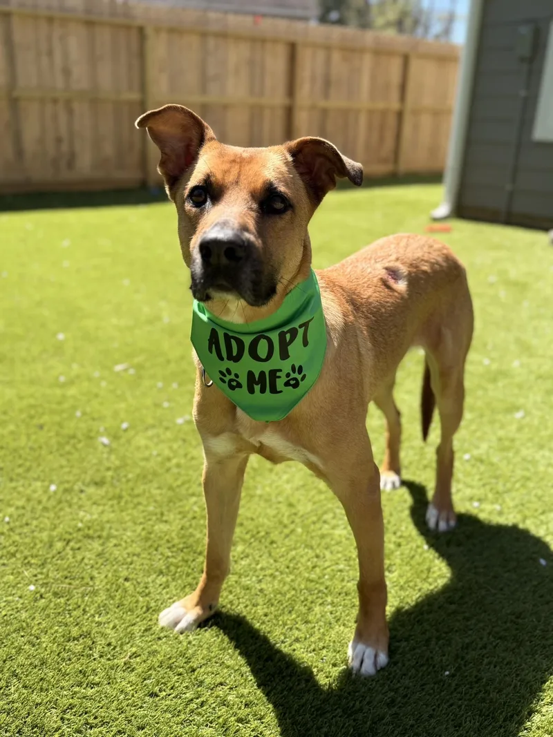 An adult medium-sized male Golden Retriever dog named Beau for adoption in Spring, TX