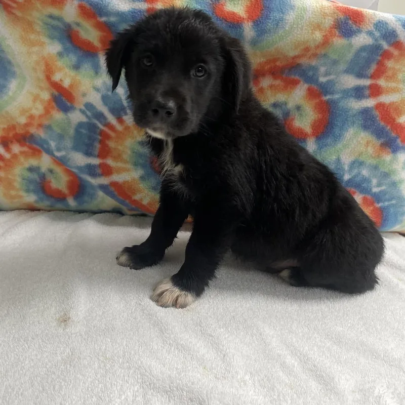 A baby medium-sized male Black Australian Shepherd dog named Pup  Link for adoption in Galax, VA