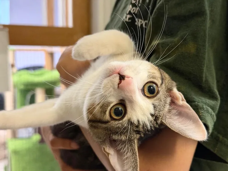 A baby small-sized female Domestic Short Hair cat named Sulley for adoption in Peru, NY