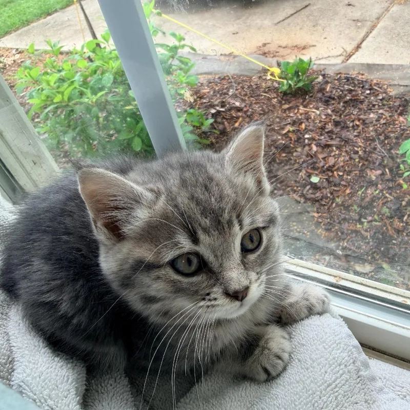 A baby small-sized male Gray / Blue / Silver Domestic Short Hair cat named Reaper for adoption in Mebane, NC