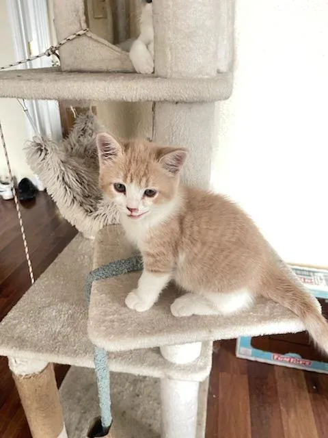 A baby small-sized male Domestic Short Hair cat named Peter for adoption in Wasilla, AK