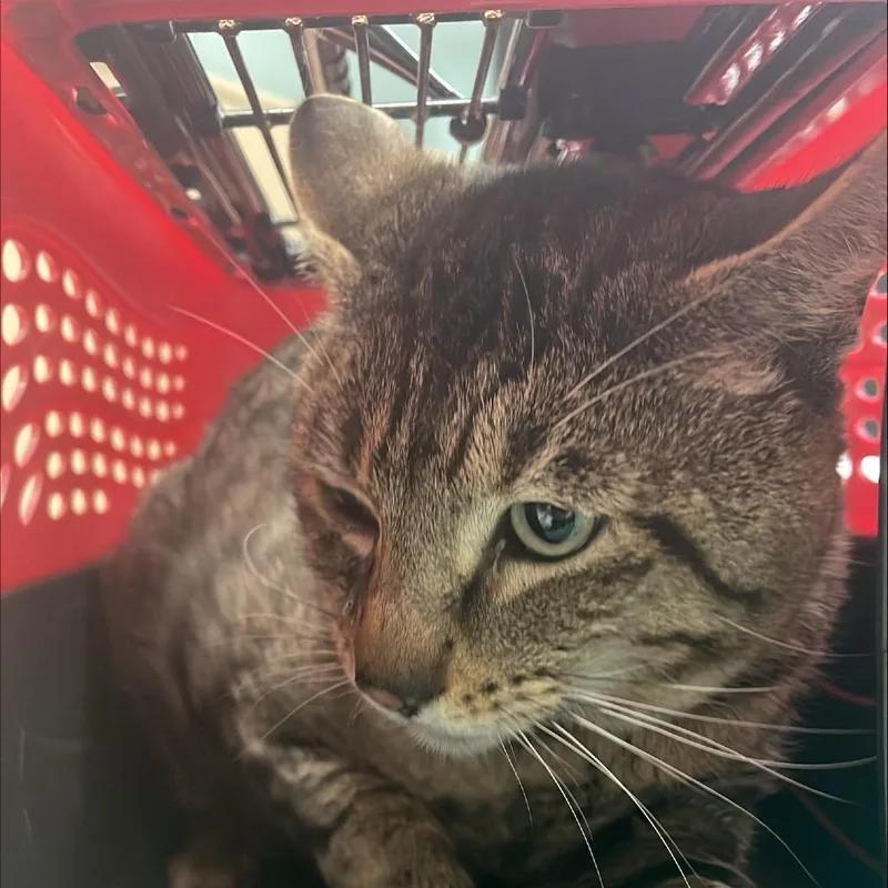 An adult large-sized male Brown / Chocolate Domestic Short Hair cat named Missouri for adoption in Tacoma, WA