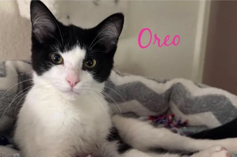 A baby medium-sized female Domestic Short Hair cat named Oreo for adoption in Muskegon, MI
