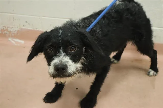 A young medium-sized male Mixed Breed dog named Houston for adoption in Columbia, SC