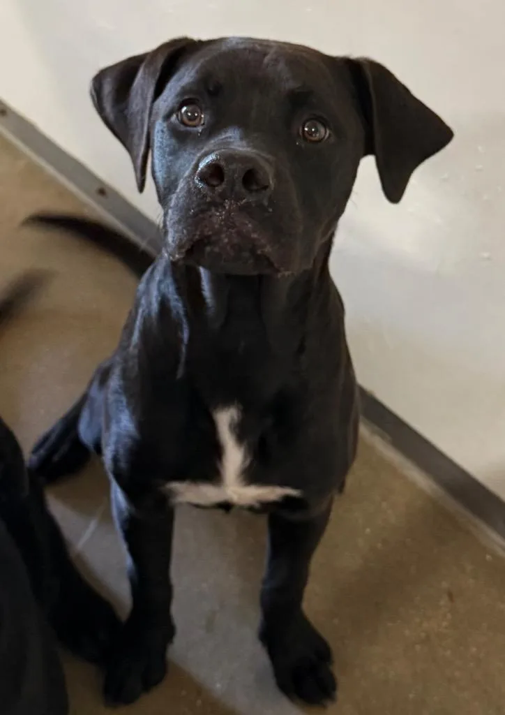A baby medium-sized male Pit Bull Terrier dog named Doug for adoption in Belton, TX