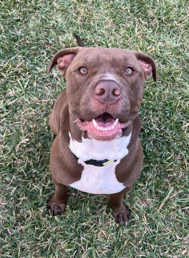 Hugo