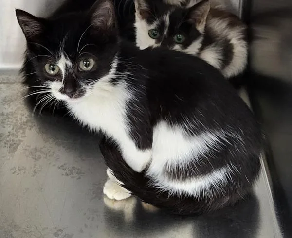 A baby small-sized female Domestic Medium Hair cat named If Harmony for adoption in Lawrenceville, GA