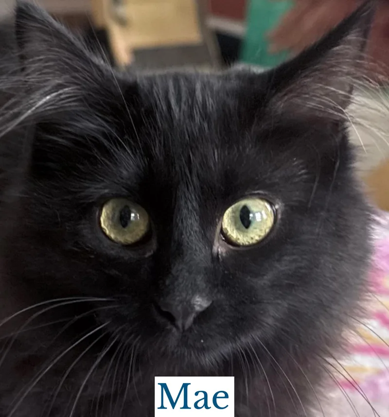 A young medium-sized female Domestic Long Hair cat named Mae for adoption in Berkeley Springs, WV