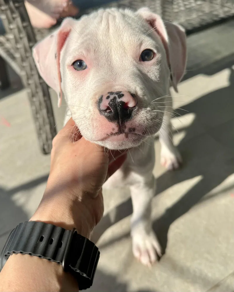 A baby medium-sized male Boxer dog named Veg Litter  Cauliflower for adoption in Monticello, NY