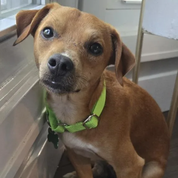 An adult small-sized male Chiweenie dog named Biscuit for adoption in Toledo, OH