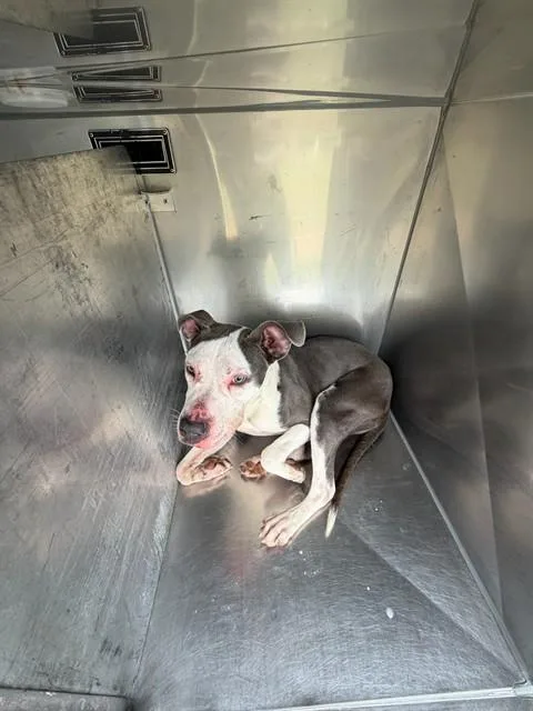 An adult large-sized male Mixed Breed dog named Hume for adoption in Dallas, TX