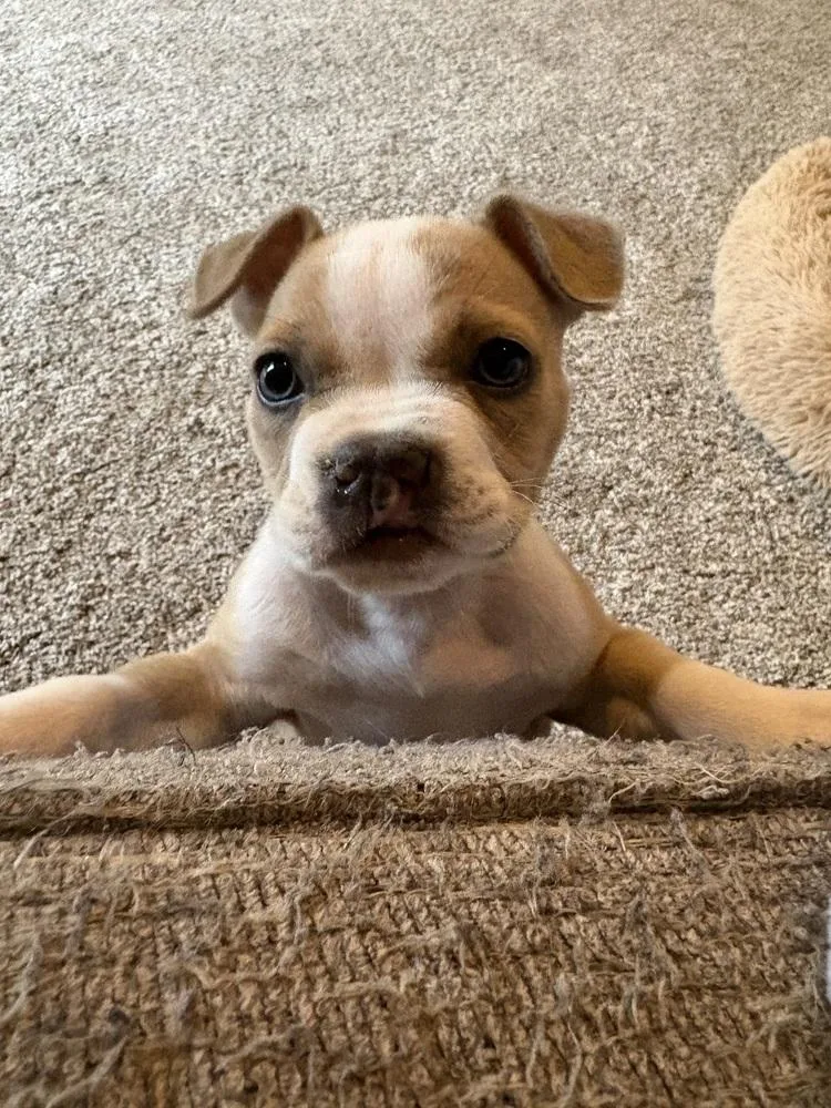 A baby medium-sized female White / Cream Mixed Breed dog named Bow for adoption in Clinton Township, MI