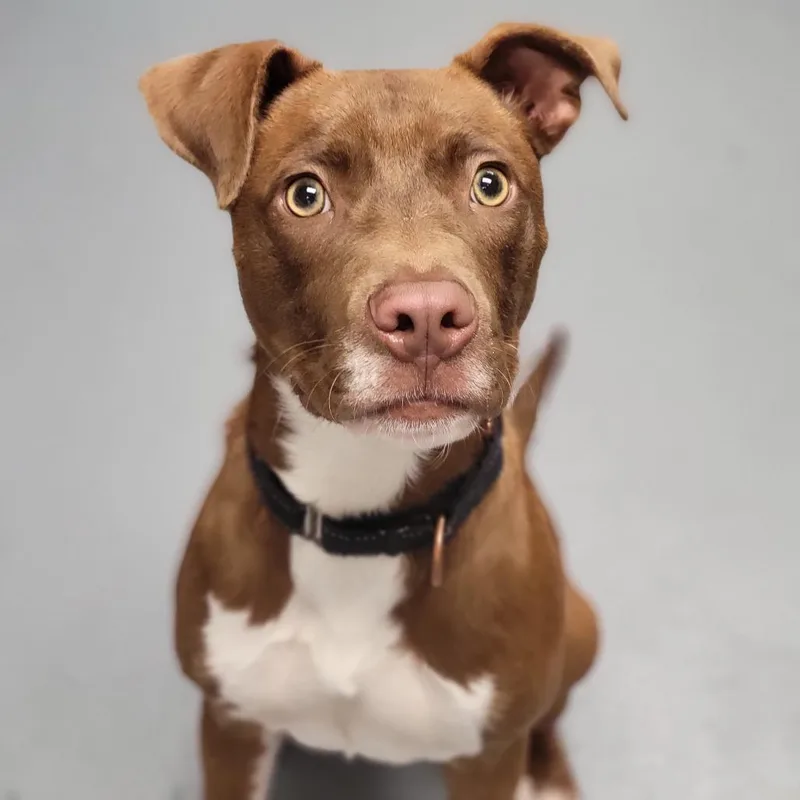 A young medium-sized male Brown / Chocolate Mixed Breed dog named Sanders for adoption in Sarasota, FL
