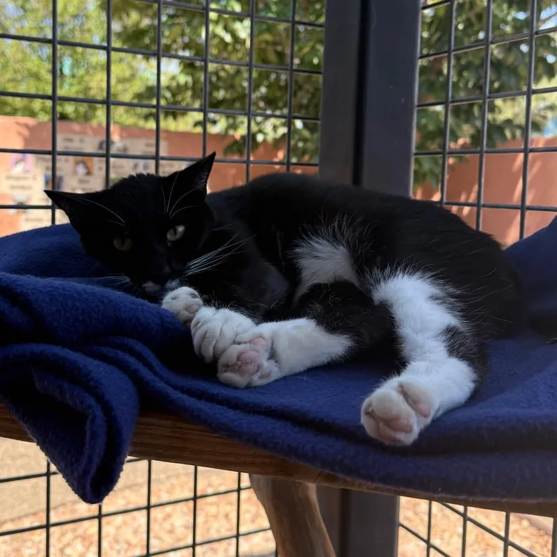 An adult medium-sized female Black Domestic Short Hair cat named Working Cat Boots for adoption in Albuquerque, NM