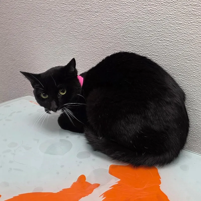 Working Cat Boots thumbnail 3