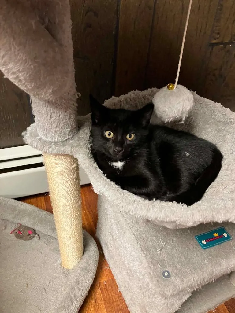 A baby large-sized male Domestic Short Hair cat named Briar for adoption in Glenfield, NY
