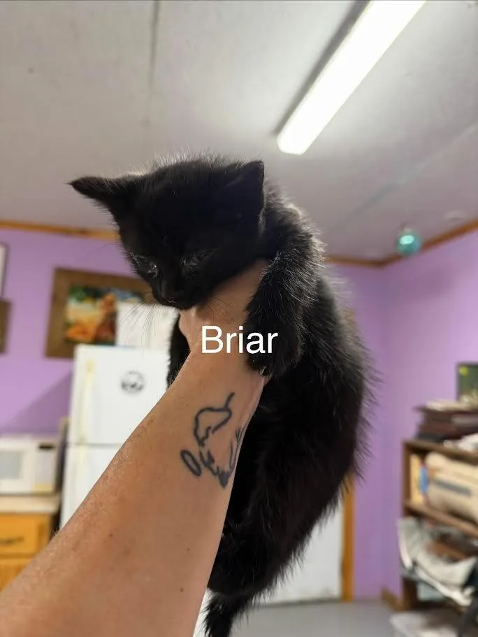 Briar thumbnail 2