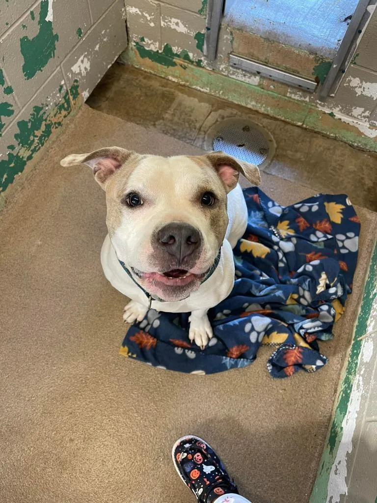 A young large-sized male Pit Bull Terrier dog named Squeaker for adoption in Fremont, OH