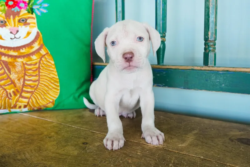 A young medium-sized female White / Cream Pit Bull Terrier dog named Gossip for adoption in San Antonio, TX