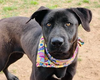 A young medium-sized female Labrador Retriever dog named Raven $ for adoption in Seneca, SC