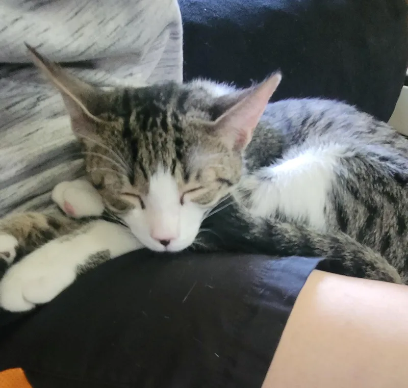 A baby medium-sized female Tabby (Gray / Blue / Silver) Domestic Short Hair cat named Latte for adoption in Mayfield, NY
