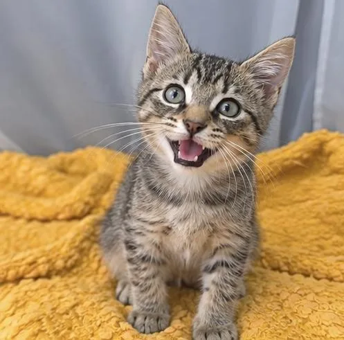 A baby medium-sized female Tabby (Gray / Blue / Silver) Tabby cat named Sammy for adoption in Foley, AL
