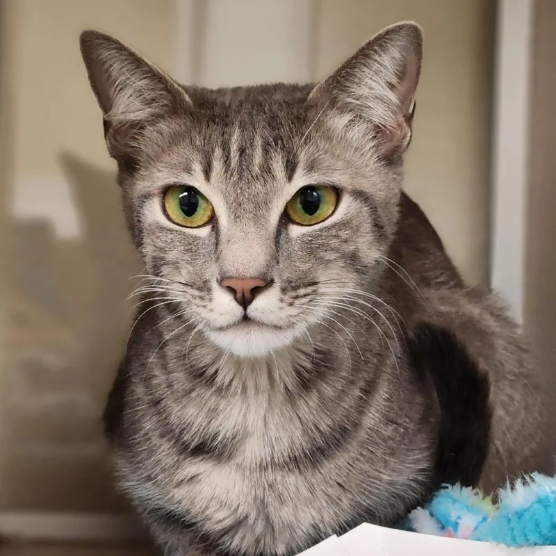 A young medium-sized female Gray / Blue / Silver Domestic Short Hair cat named Victoria for adoption in Reno, NV