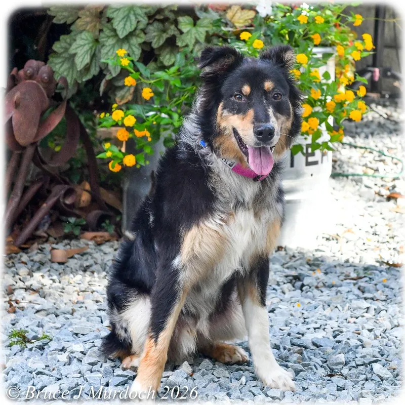 A young medium-sized male Black Australian Shepherd dog named Newcomb for adoption in Wake Forest, NC
