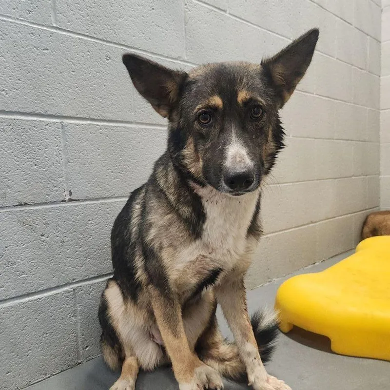 An adult medium-sized female Shepherd dog named Lulibee for adoption in Kingman, AZ