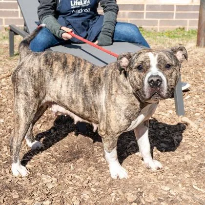An adult large-sized female Mixed Breed dog named Olanta for adoption in Chamblee, GA