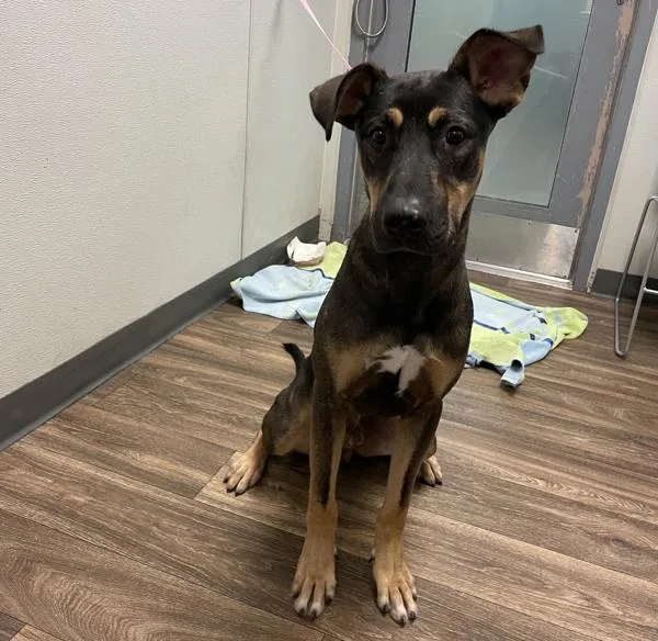 A young large-sized male Labrador Retriever dog named Onyx for adoption in San Diego, CA